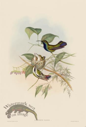 Gould Hummingbird 074